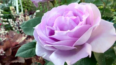 Mauve rose. A big beautiful flower. Stock Footage
