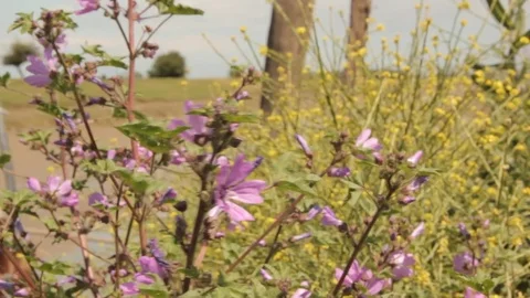 Mauve wildflower  Stock Footage 70900954