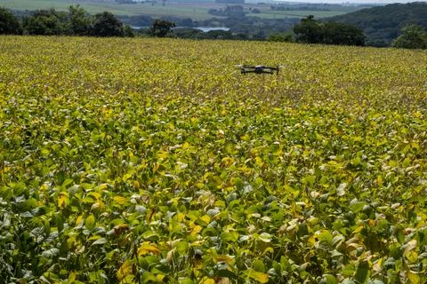 Mavic 2 pro flying over soybean plantation on a sunny morning in Brazil, Marc Stock Photos