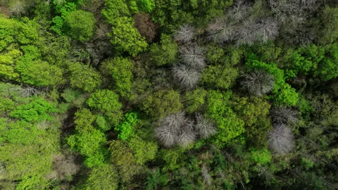 Mavic 3 Pro Drone spinning above trees in spring 4k Stock Footage 272139823