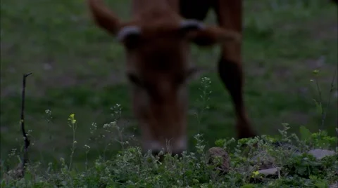 The mavs are eating grass Video stock 58366458