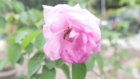 MAWAR PINK Stock Footage 205114430