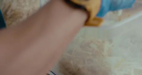 Max add fresh sugarcane stems in a grow bag Stock Footage 240795061