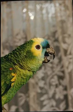 Max The Yellow Crown Amazon Parrot Fotos de archivo