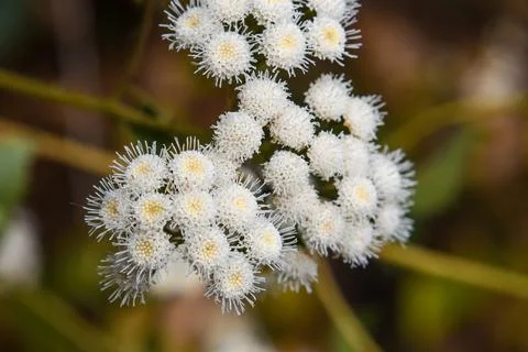 Maxican devil flower Stock Photos