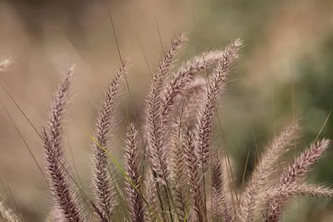 Maxican Feather Grass 2 Stock Photos
