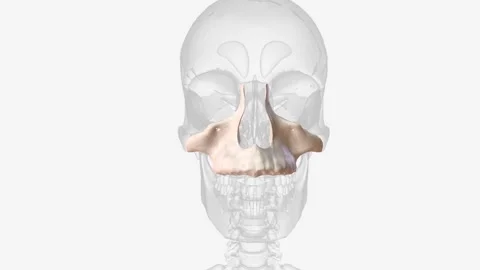The maxilla, also known as the upper jaw... | Stock Video | Pond5