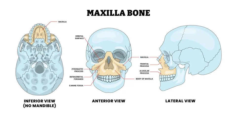 Maxilla Bone Human Skull Bone Structure Anatomy Diagram with Anterior and P.. Stock Illustration