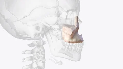 The maxilla is the most important bone of the midface Stock Illustration