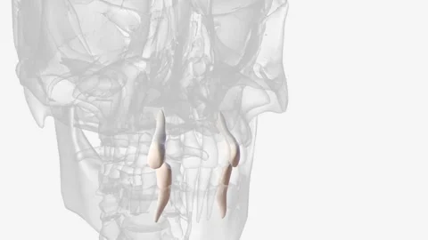 Maxillary canine mandibular canine . Stock Footage 247262386