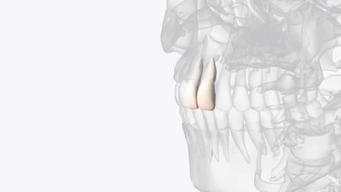 The maxillary central incisor is a human tooth in the front upper jaw, or max Stock Illustration