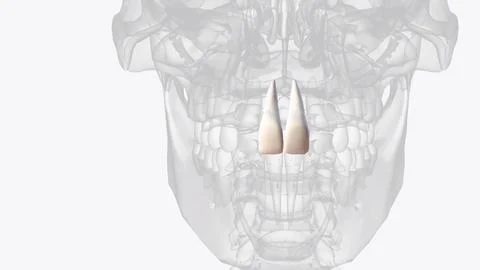 The maxillary central incisor is a human tooth in the front upper jaw, or max Stock Illustration