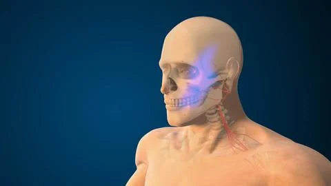 Maxillary Division Nerve Damage Affecting Facial Function Stock Illustration