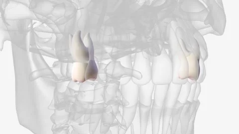 The maxillary first molar is the sixth tooth from the midline in the upper arch Stock Footage 270151490