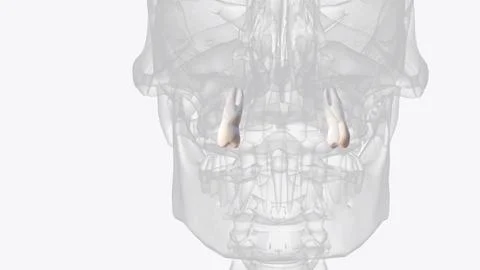 The maxillary first premolar is one of two teeth located in the upper jaw, la Stock Illustration