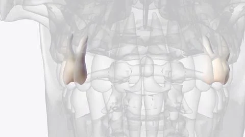 The maxillary second molars resemble the maxillary first molars anatomically Stock Illustration