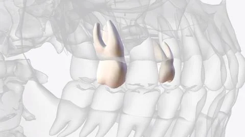The maxillary second molars resemble the maxillary first molars anatomically Stock Illustration