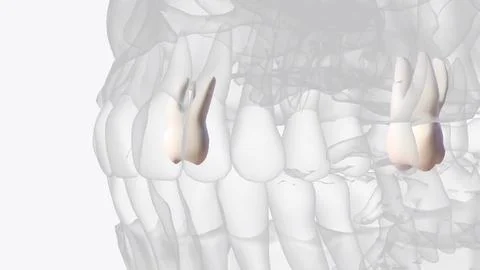 The maxillary second molars resemble the maxillary first molars anatomically Foto stock