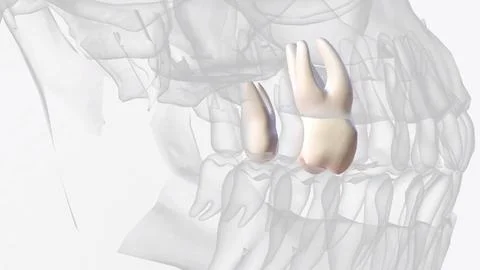 The maxillary second molars resemble the maxillary first molars anatomically Foto stock