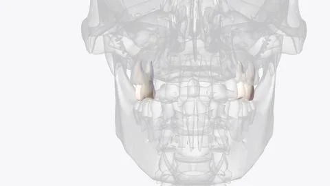 The maxillary second premolar is one of two teeth located in the upper maxila Stock Illustration