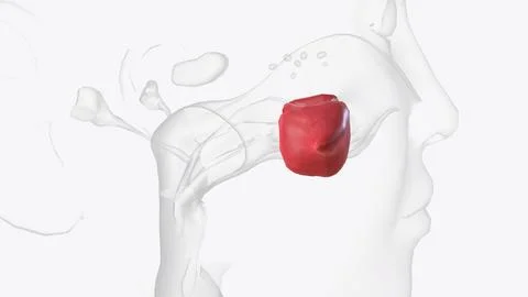 The maxillary sinus, or antrum of Highmore, lies within the body of the max.. Stock Illustration