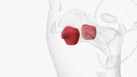 The maxillary sinus, or antrum of Highmore, lies within the body of the max.. Stock Illustration