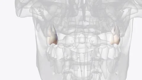 The maxillary third molar is the most distal tooth in the arch and anatomical Stock Photos