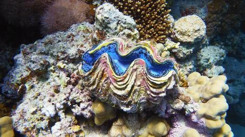 The maxima clam, abstract background Stock Photos