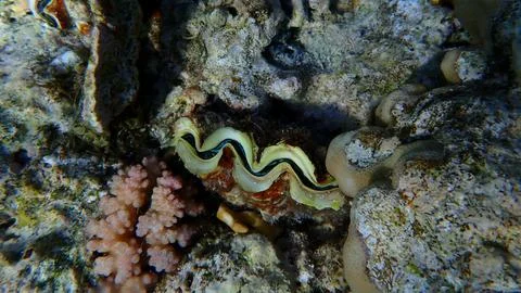 Maxima clam or small giant clam (Tridacna maxima) undersea Stock Photos
