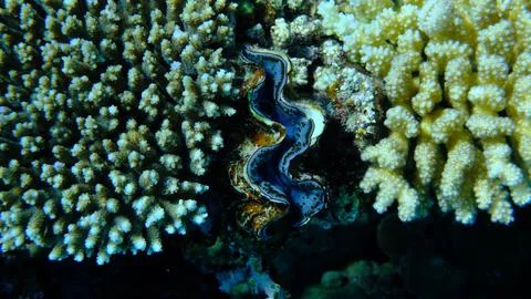Maxima clam or small giant clam (Tridacna maxima) undersea Stock Photos