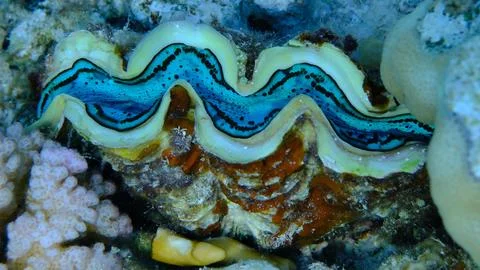 Maxima clam or small giant clam (Tridacna maxima) close-up undersea Stock Photos
