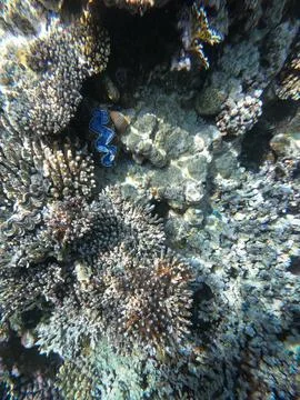 The maxima clam Foto stock