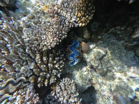 The maxima clam Foto stock