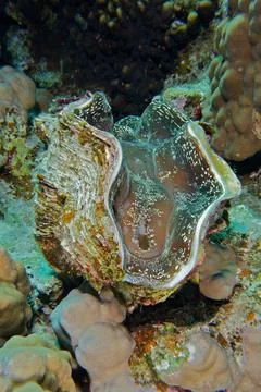 Maxima clam Tridacna maxima Panorama Reef Dive Site Hurghada Egypt Red Sea Stock Photos