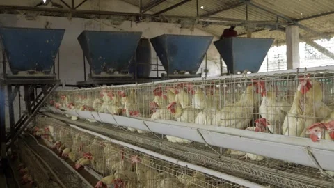 Maximizing Egg Production in India - Innovative Solutions for a Thriving Stock Footage 324036554