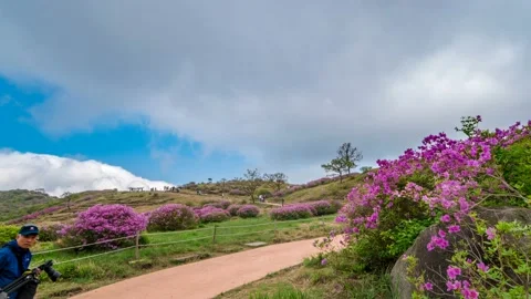 May 10, 2017 : People who enjoy the Hwangmaesan Royal Azalea Festival. 스톡 동영상 145571853