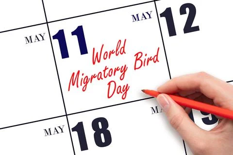 May 11. Hand writing text World Migratory Bird Day on calendar date. Save t.. Stock Photos