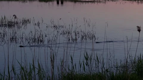 May 2025. Beavers on the Oder River in the German-Polish border area Stock Footage 309138766