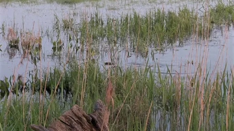 May 2025. Beavers on the Oder River in the German-Polish border area Stock Footage 309138769