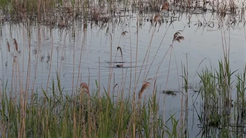 May 2025. Beavers on the Oder River in the German-Polish border area Stock Footage 309138773