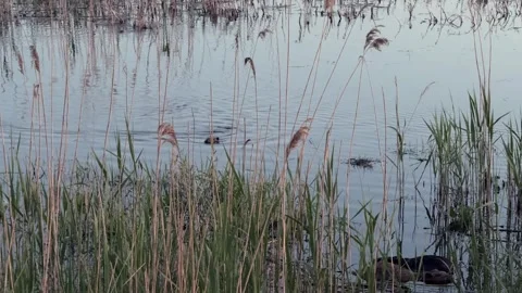 May 2025. Beavers on the Oder River in the German-Polish border area Stock Footage 309138829