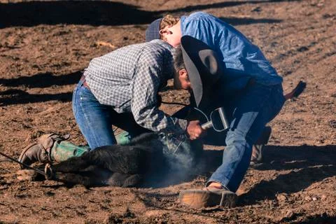 MAY 23, 2017 - LA SAL MOUNTAINS, UTAH -Cowboys brand Cattle near La Sal, Utah Foto stock