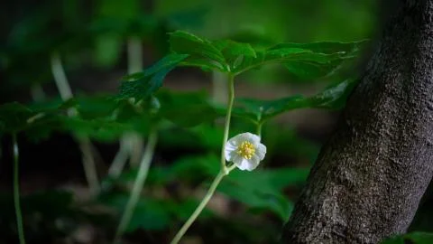 May Apple 库存照片