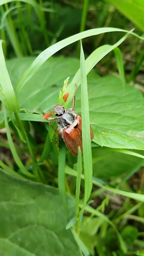 May beetle climbs green leaves in garden Stock Footage 337776315