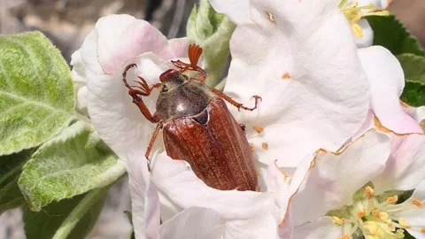 May beetle close-up on a blooming apple flower Stock Footage 198228508
