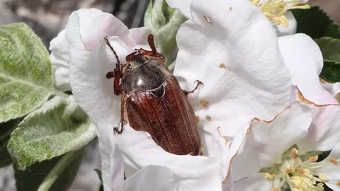 May beetle close-up on a blooming apple flower Stock Footage 203970980