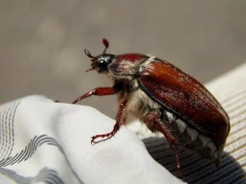 May beetle close-up Stock Photos