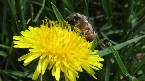 May beetle on a dandelion flower Stock Footage 237878668