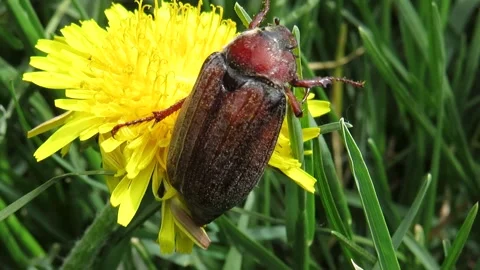 May beetle on a dandelion flower Stock Footage 237878672