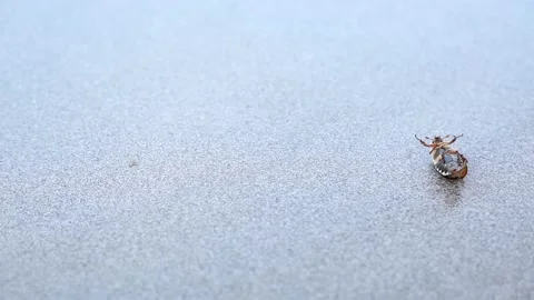 The May beetle on a gray background, lies on its back and wiggles its legs. Stock Footage 155214212